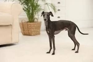 Italian Greyhound
