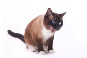 Snowshoe