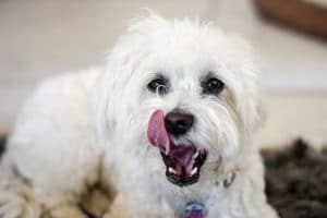 Maltese Poodle
