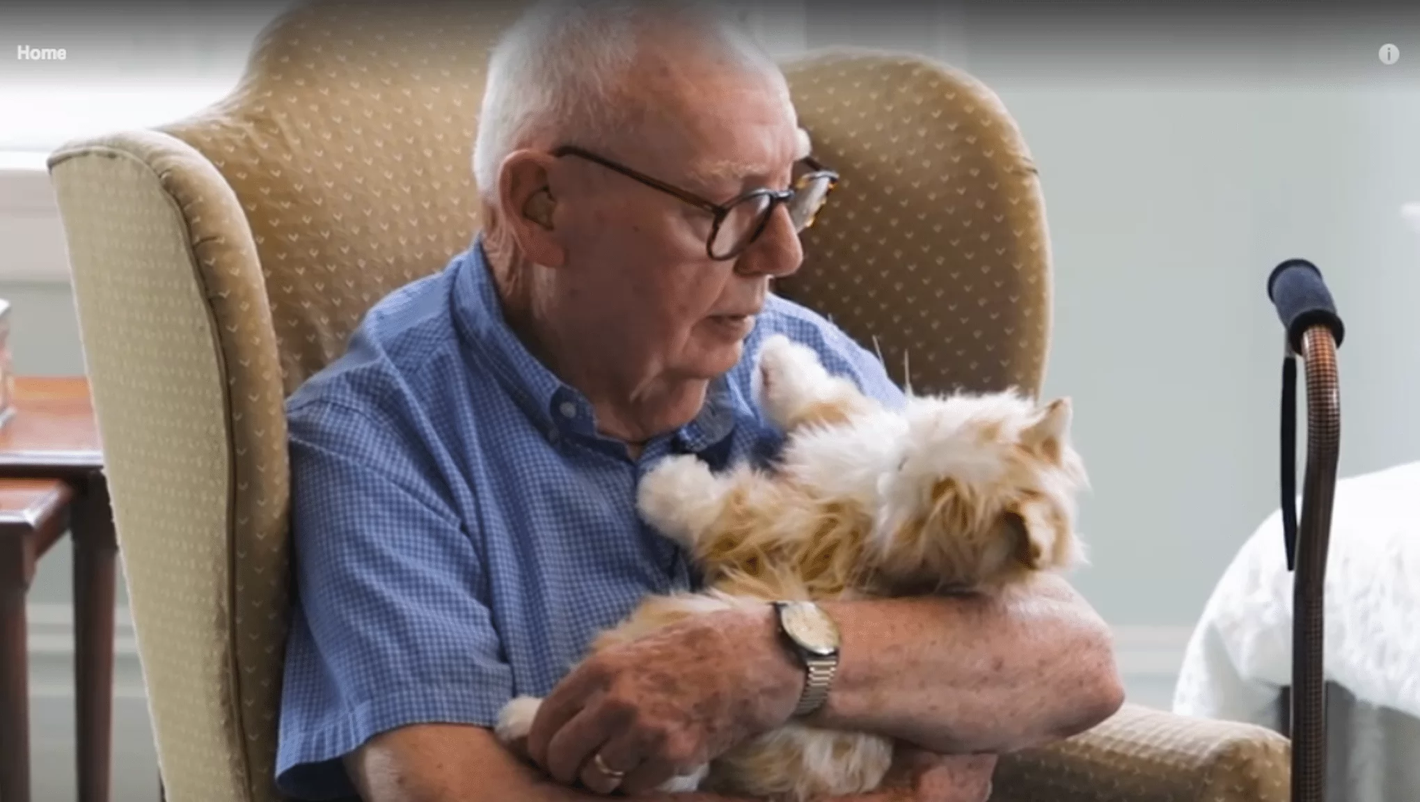 Best Cats For Seniors