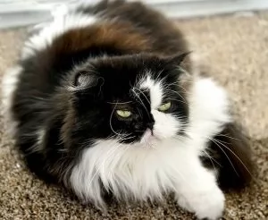 Himalayan