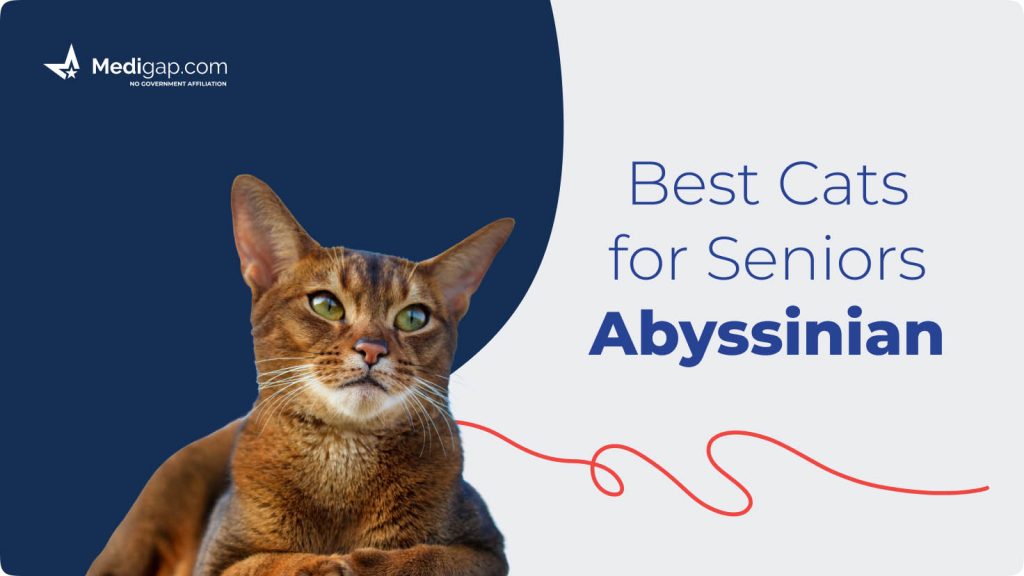 best cats for seniors abyssinian