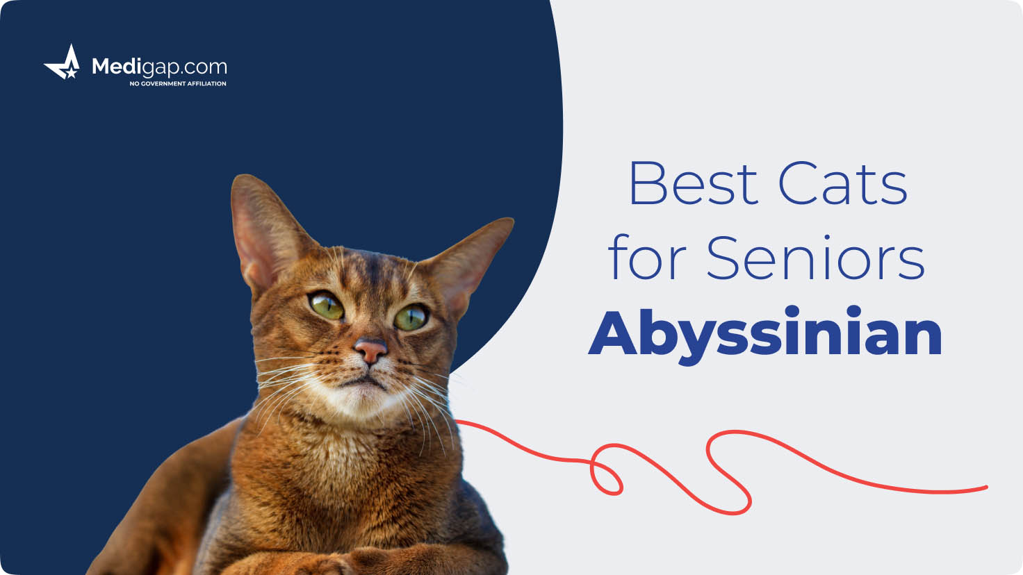 Best Cats For Seniors
