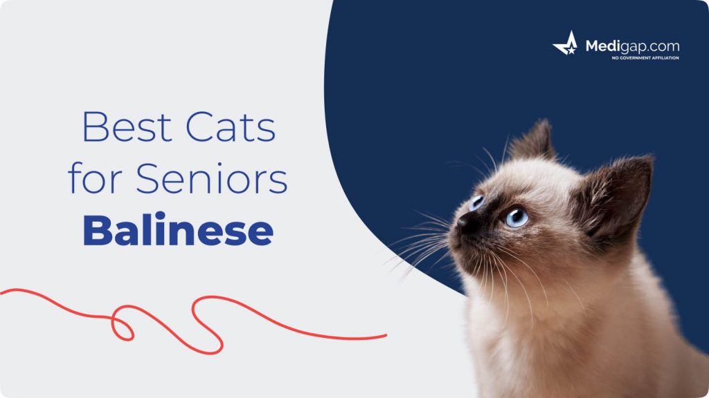 best cats for seniors balinese