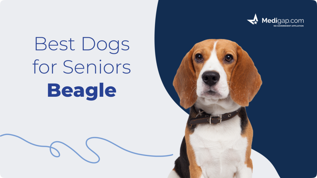 best dogs for seniors beagle