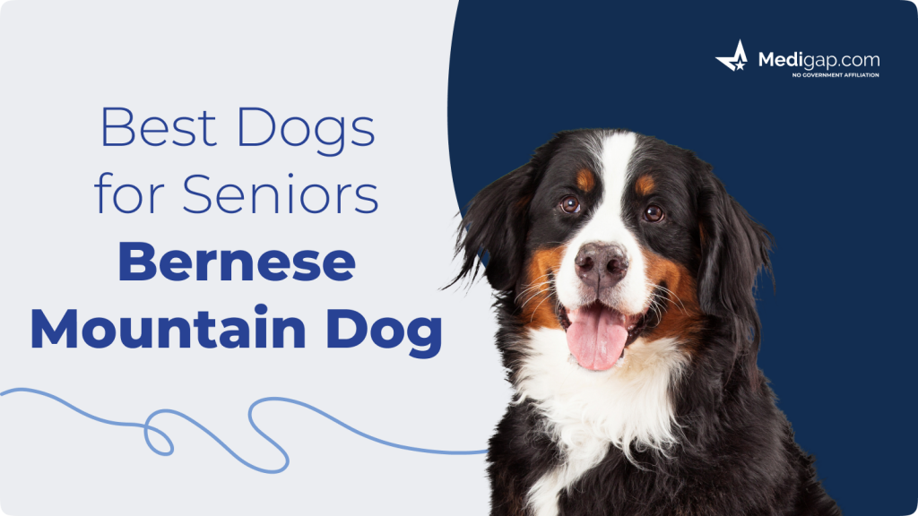 best dogs for seniors bernese mountain dog