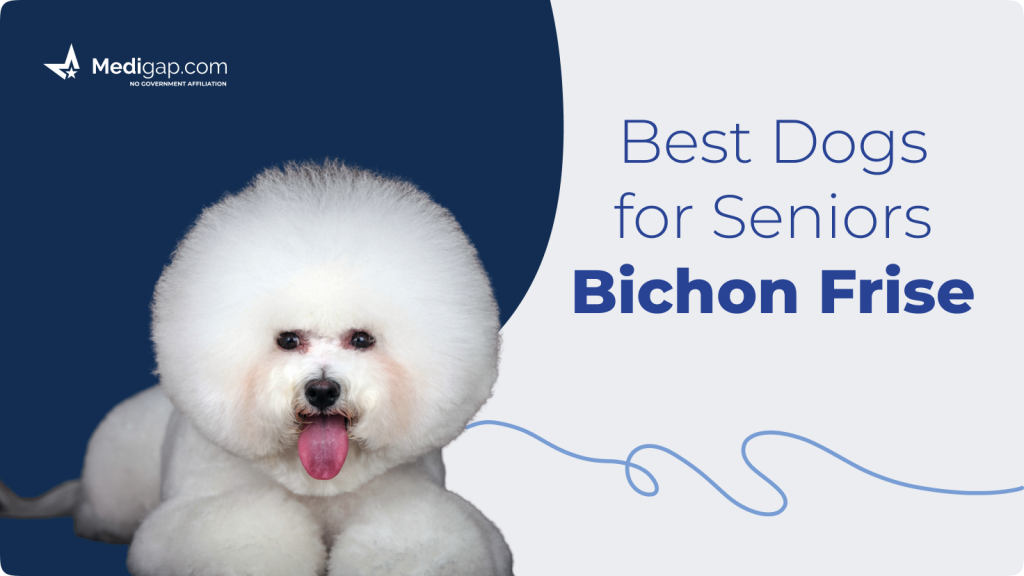 best dogs for seniors bichon frise
