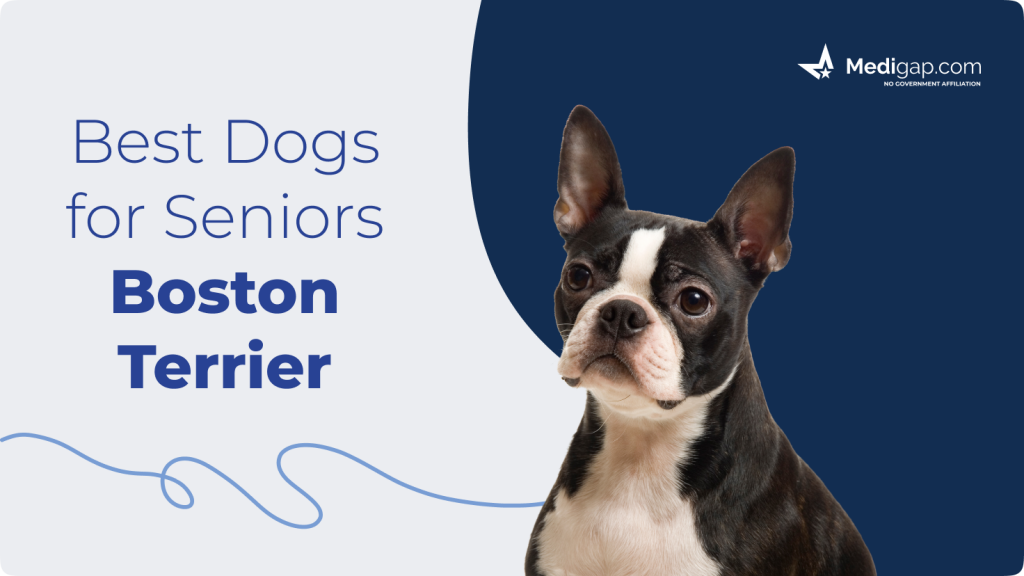 best dogs for seniors boston terrier