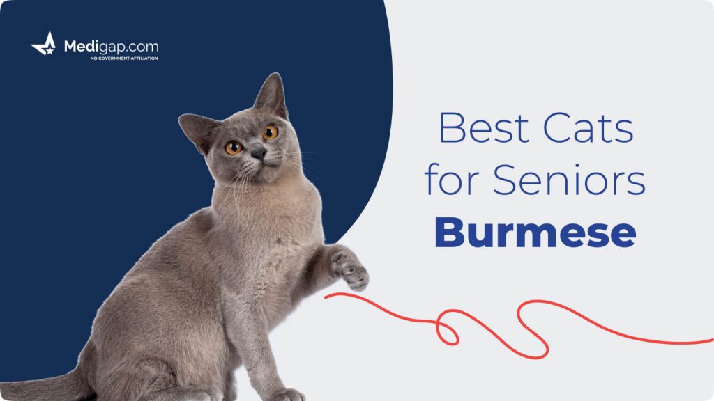 best cats for seniors burmese