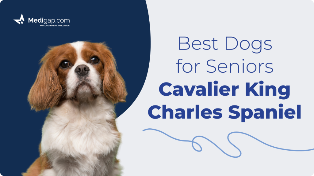 best dogs for seniors king charles spaniel