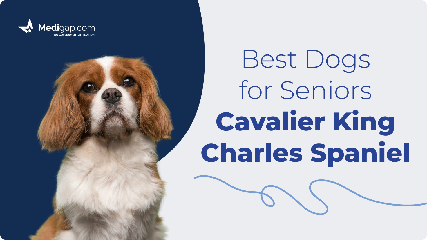 Cavalier king best sale charles spaniel elderly
