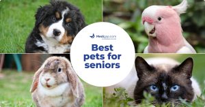 Best Pets for Seniors – What To Look For