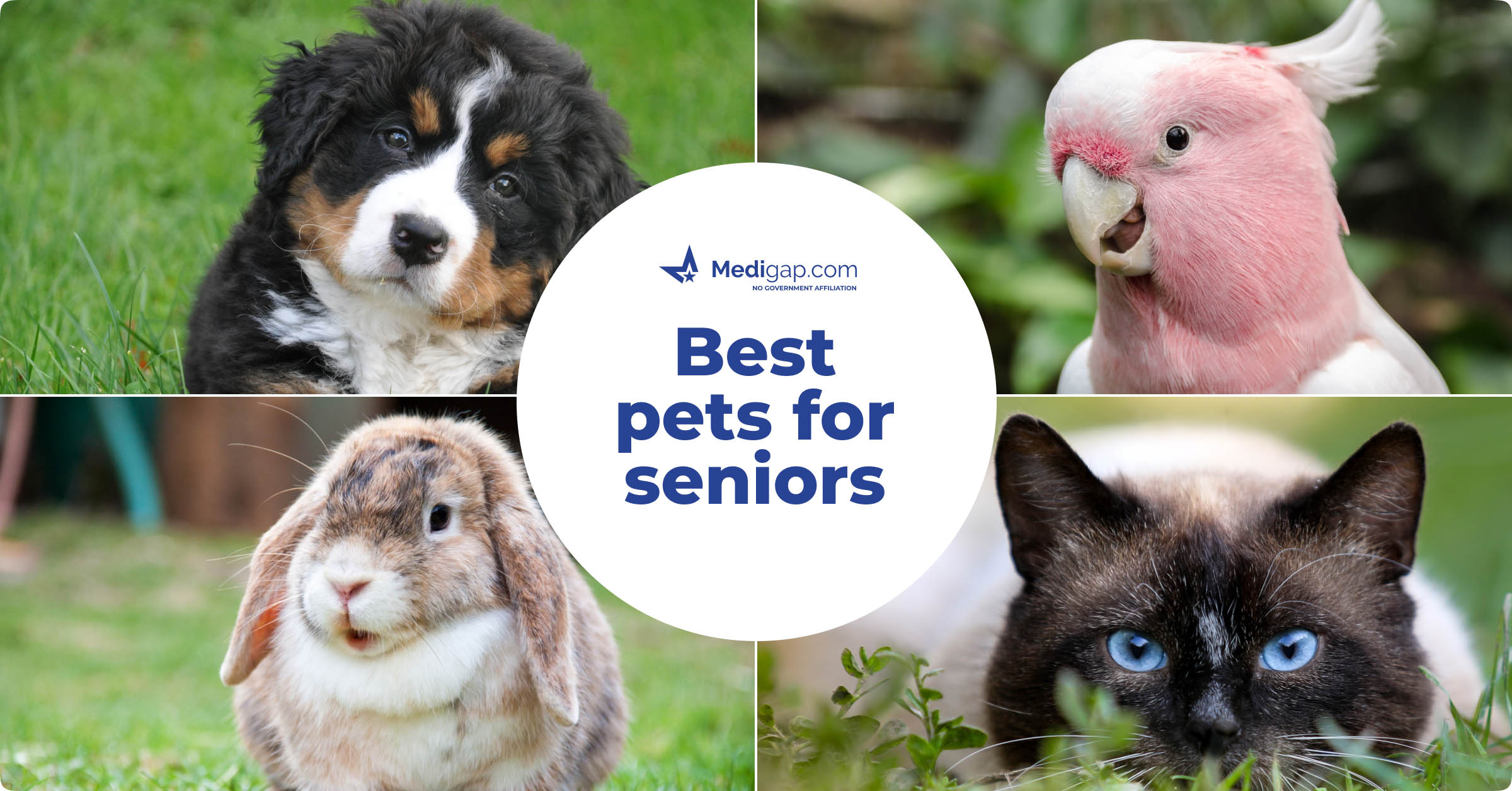 best pets for seniors