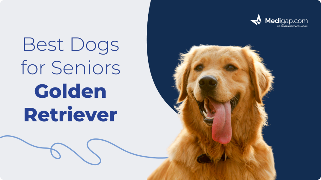 best dogs for seniors golden retriever