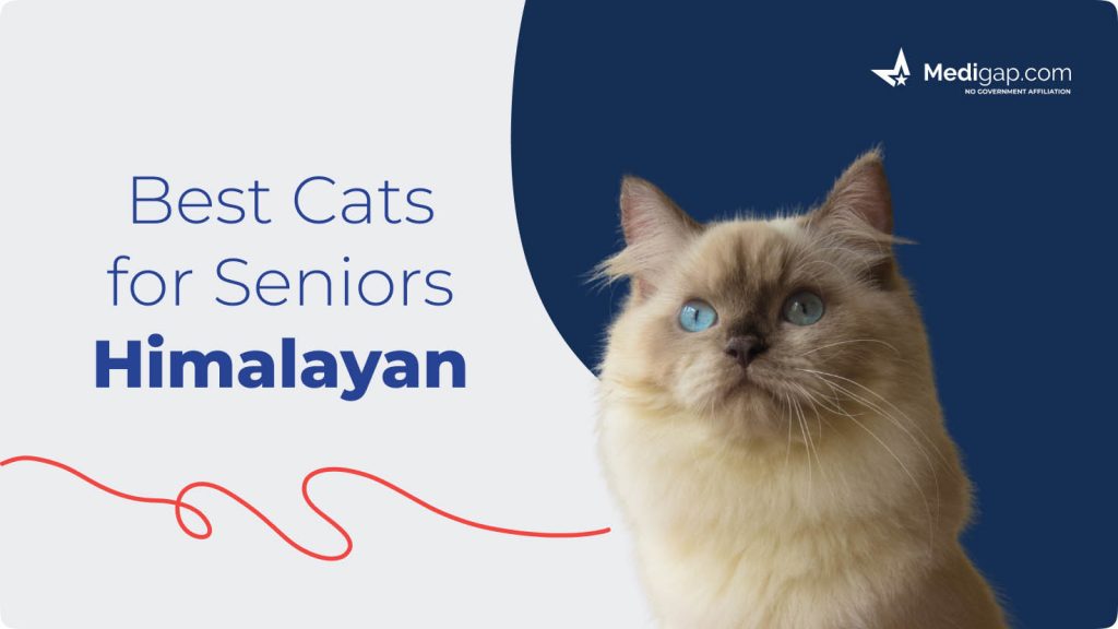 best cats for seniors himalayan