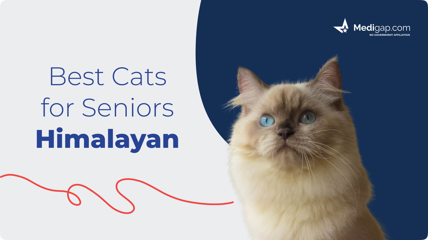 Best Cats For Seniors