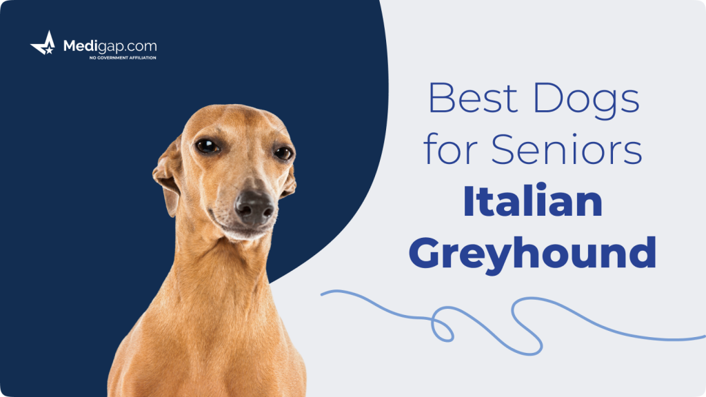 best dogs for seniors italian greyhound
