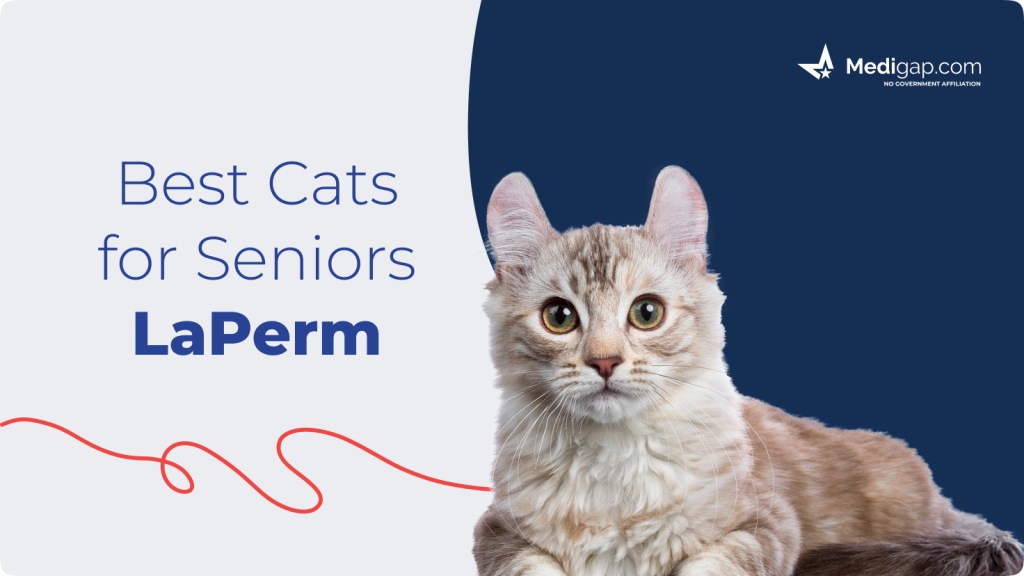 best cats for seniors laperm