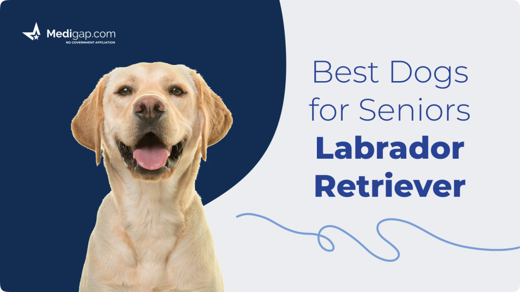 best dogs for seniors Labrador retriever