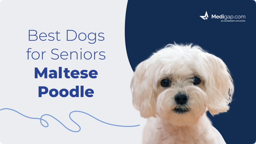 best dogs for seniors maltese poodle