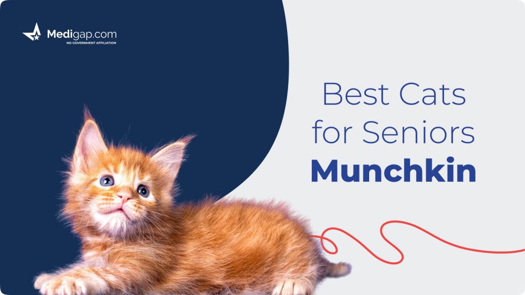 best cats for seniors munchkin