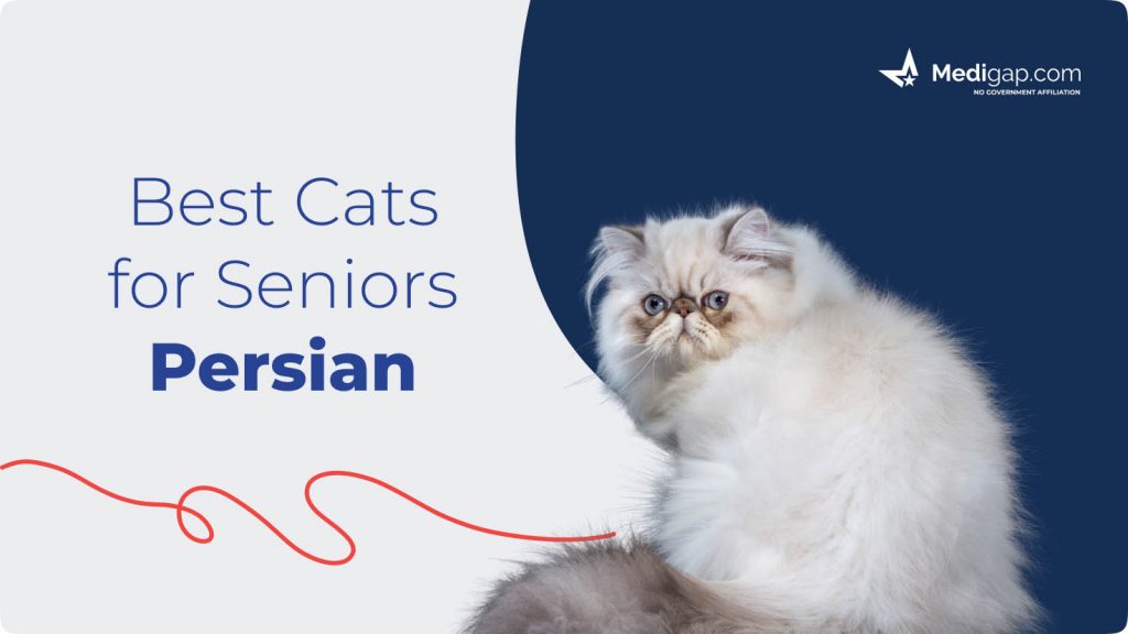 best cats for seniors persian