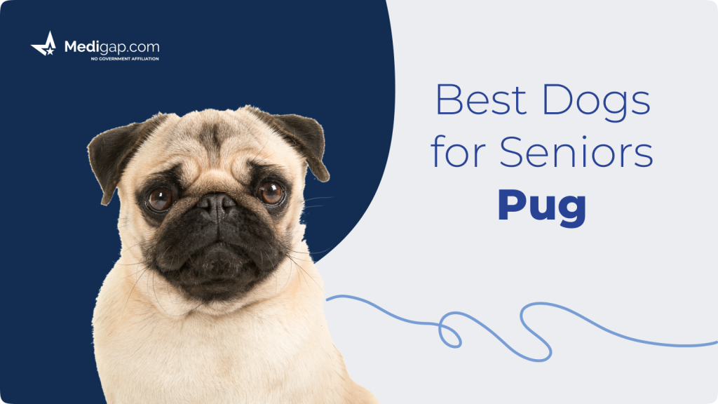 best dogs for seniors pug