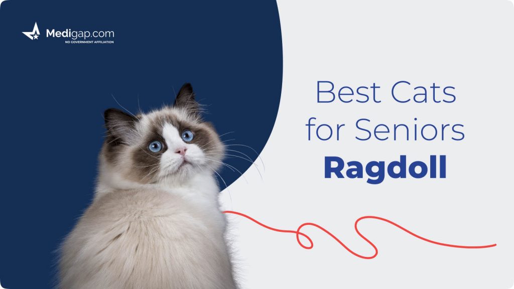 best cats for seniors ragdoll