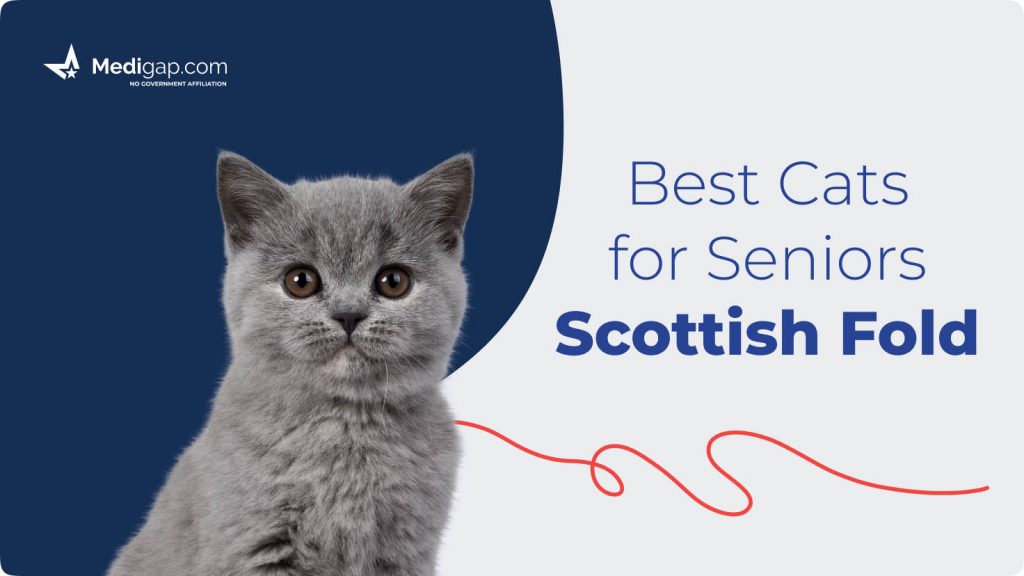 best cats for seniors scottish fold