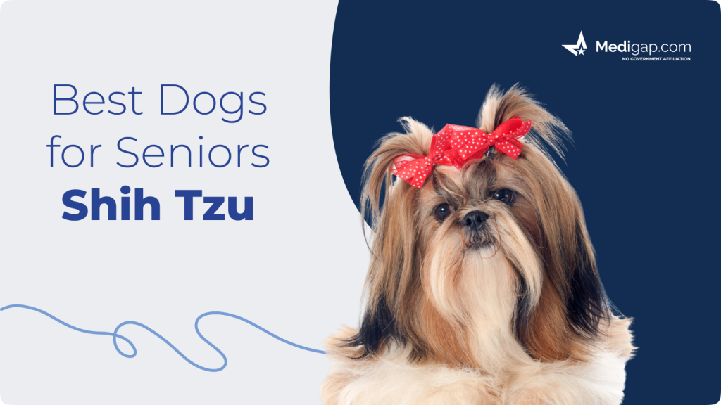 best dogs for seniors shih tzu