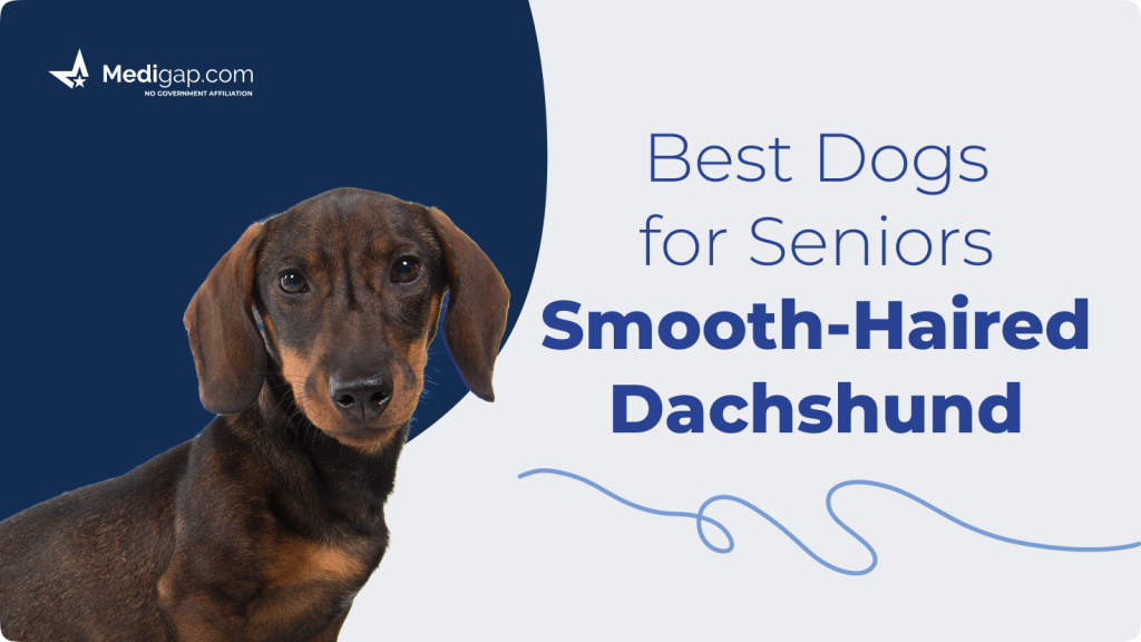 best dogs for seniors smooth haired dachshunnd