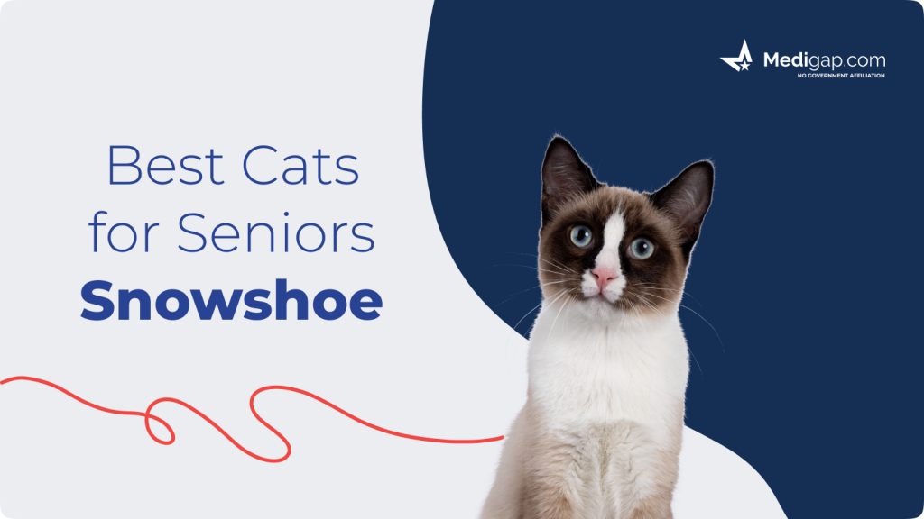 best cats for seniors snowshoe