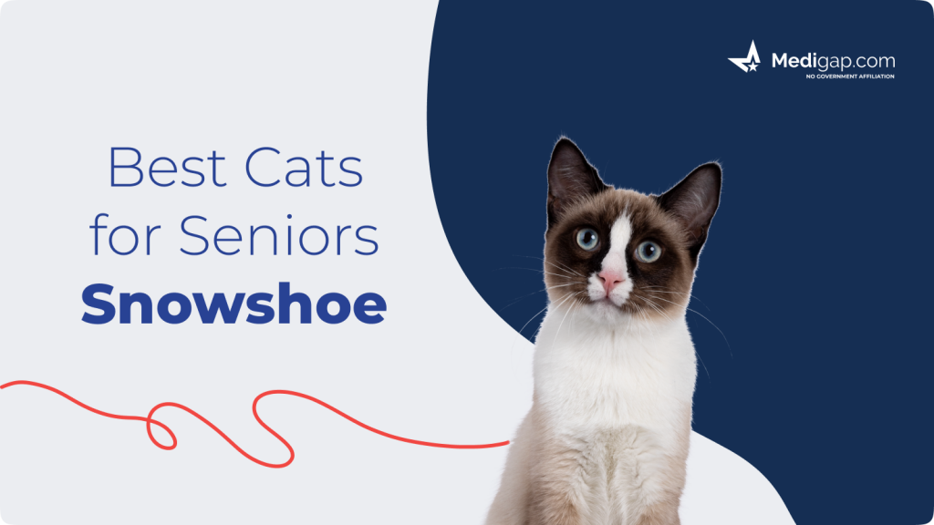 cats for seniors snowshoe best cats for seniors snowshoe