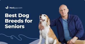 Best Dogs For Seniors